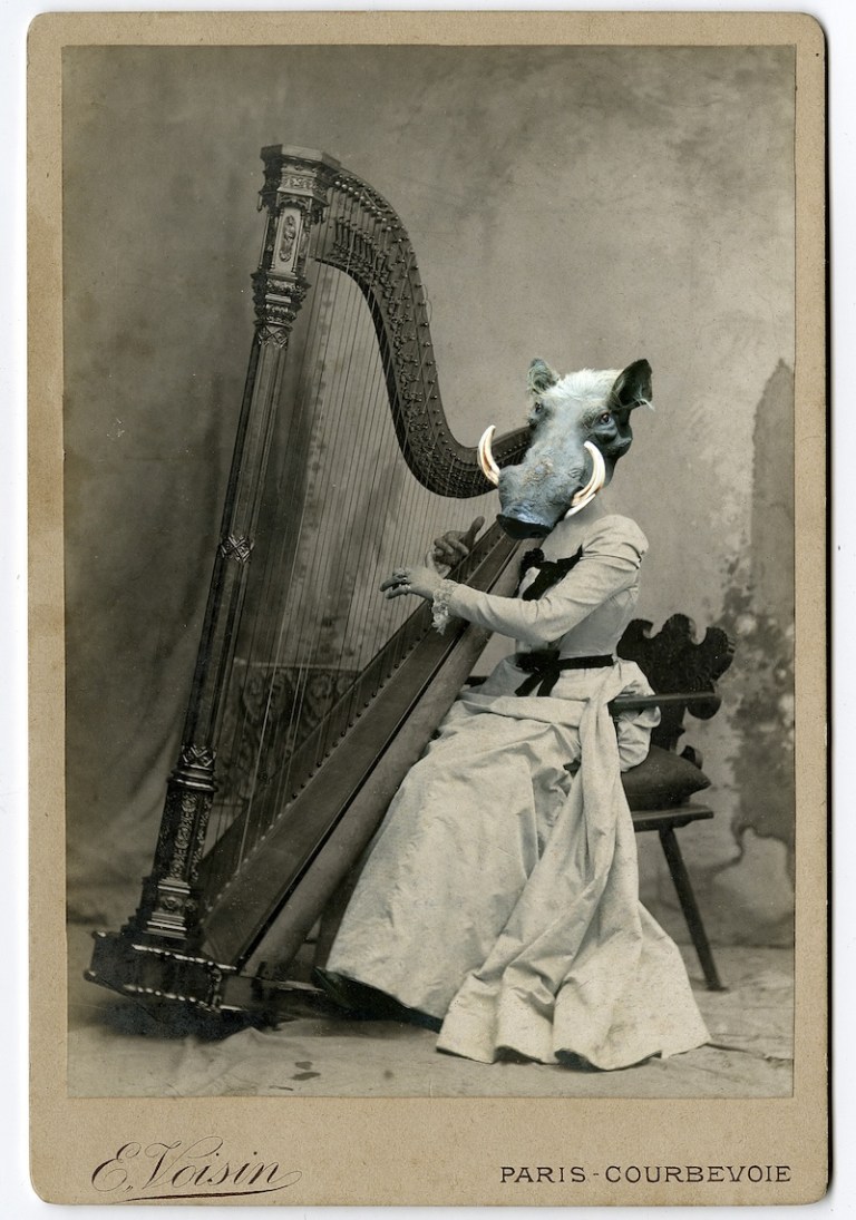 19th Century warthog playing a harp